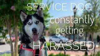 OFF LEASH SERVICE DOG HARASSED AGAIN?! Vlog W.5