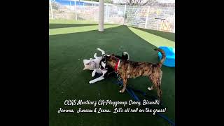 CCAS Martinez CA-Playgroup Corey, Bicardi,  Jemma,  Juneau &amp; Zeena.  Let's all roll on the grass!