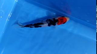 DSCF1434