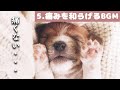 犬も音楽でリラックス|犬が寝るように設計されているBGM【痛みを和らげる効果あり】