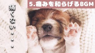 犬も音楽でリラックス犬が寝るように設計されているBGM【痛みを和らげる効果あり】