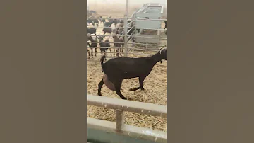 الماعز المورسيانو 