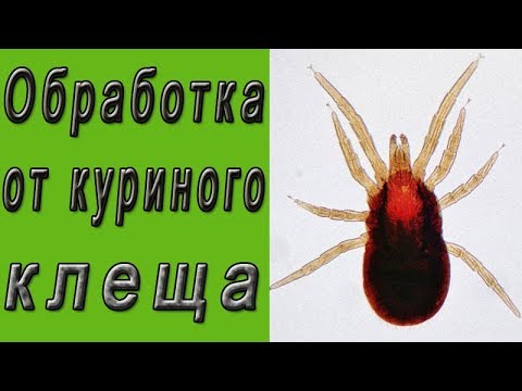 Video: Ar Trebui Ca Acarianul Roșu Dermanyssus Gallinae Să Fie Preocupat Mai Mult Pentru științele Veterinare și Medicale?