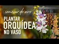 Como plantar ORQUÍDEA em VASO