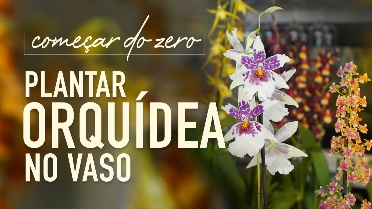 Como plantar ORQUÍDEA em VASO