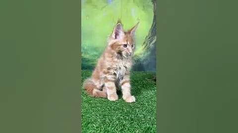 Watch the video about #mainecoonbreeder #mainecooncattery #mainecoon #purebred #gentlegiant #mainecoons #kitten #reserve
