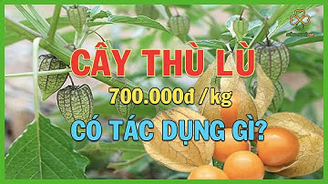 Cây Thù Lù 700 000đ kg Có Công Dụng Gì I Công Dụng Tuyệt Vời Của Cây Thù Lù I  Sống Khoẻ 360