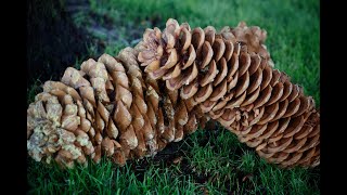 Sugar Pines as Seed Sources to Reforestation