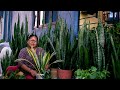 Snake plant care propagation  varieties i pabitra garden