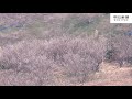 南部梅林で梅咲きほこる