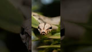 Amazon rainforest er ৫টি সাপ #amazing #amazon #animals #wildlife