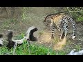 Honey Badger Saves Baby From Leopard