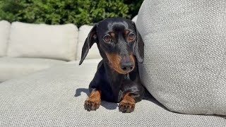 Loulou Mini Dachshund has diarrhea.