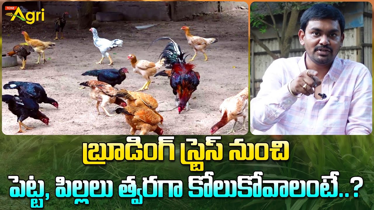 Jathi Kollu Breeding and Brooding | బ్రూడింగ్ స్ట్రెస్ నుంచి పెట్ట, పిల్లలు కోలుకోవాలంటే? Tone Agri