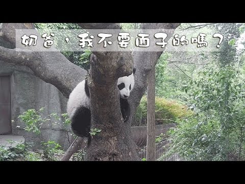 《熊貓早晚安》奶爸，我不要面子的嗎？| iPanda