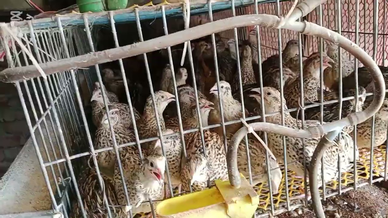 আমার স্বপ্নের কোয়েল পাখির খামার।