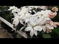 Орхидеи и другие цветы в Икея Теплый Стан 13 декабря 2020