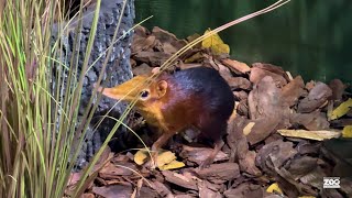 Elephant Shrew