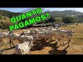 VEJA O VALOR IMPERDÍVEL | COMPRAMOS 30 GARROTES NELORE