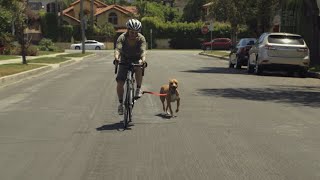 How To Ride A Bike With Your Dog