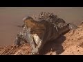 Orinoco Crocodile Protects Her Nest | Deadly 60 | BBC Earth