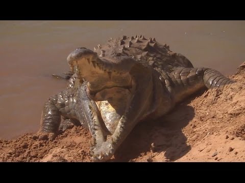 Orinoco Crocodile Protects Her Nest | Deadly 60 | BBC Earth