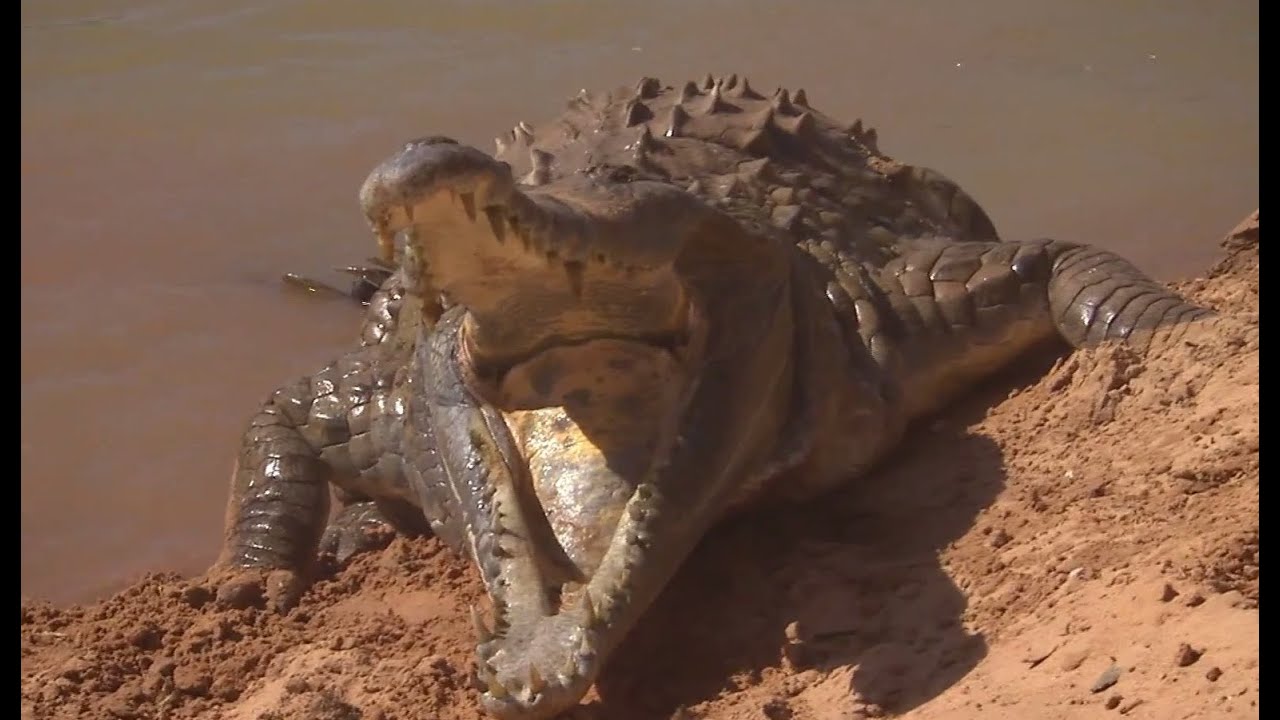 ⁣Orinoco Crocodile Protects Her Nest | Deadly 60 | BBC Earth