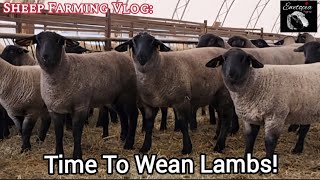 Sheep Farming Vlog: Time To Wean Lambs! by Ewetopia Farms 1,648 views 1 month ago 27 minutes