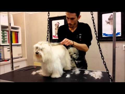 Βίντεο: Περιποίηση σκυλιών με κοντά μαλλιά