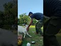 ছাগলী বন্ধু 😂  #comedy #entertainment #shortvideo #shortsfeed #youtubeshorts #viralvideo