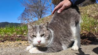 This cat is so cute when it meows happily when you tap it on its back