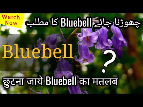 Bluebell Meaning In Hindi Urdu