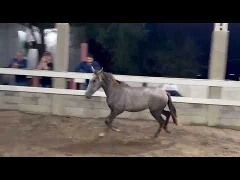 potro enredo da agrotexas x opera galopante