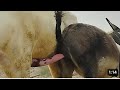 Donkey Breeding Video