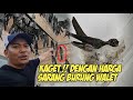 PULANG KERJA DI ARAB BUAT BISNIS SARANG BURUNG WALET