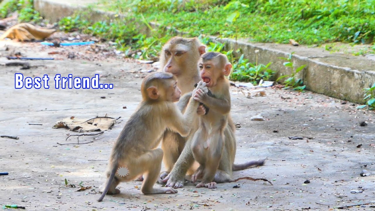 Best friend...Monkey Rockstar plays with baby monkey Saro looks so ...