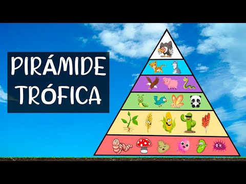 Video: ¿Por qué la pirámide trófica es una pirámide?