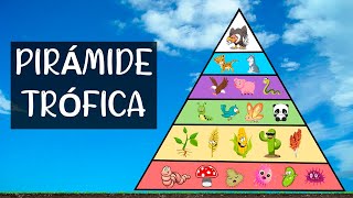Trophic Pyramid How It Is Formed And What Are Its Levels Of Organization In An Ecosystem
