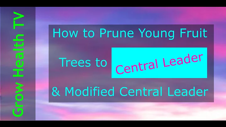How to Prune Fruit Trees Central Leader or Modified Central Leader by Grow Health TV