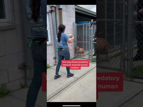 Video: Adoptabele hond van de week - Max