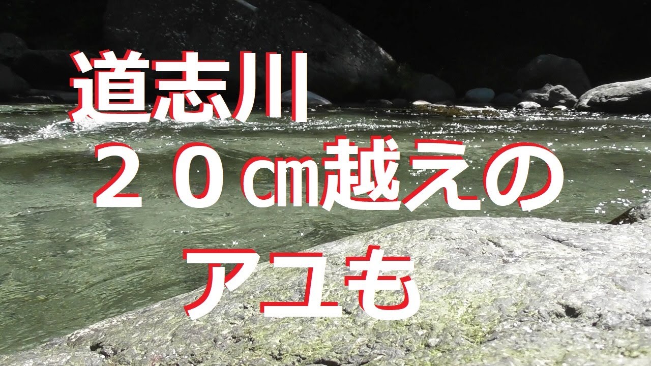 【道志川の友アユ釣り】