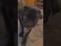 he eats Even bigger spaghetti. #demogorgon #pug #pugs #demodog #funny #cute #dog #dogs #dogshorts