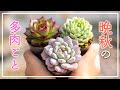 【多肉植物】冬はもうすぐ！今やっておきたい多肉ごと
