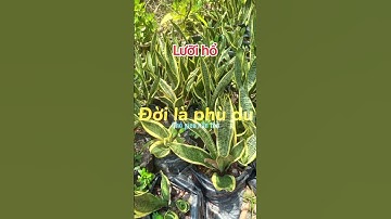 Lưỡi hổ lùn, lưỡi hổ cao ship cod toàn quốc 090.79.778.39 #dongthapstore