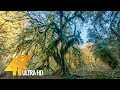 Walking in the Hoh Rain Forest - 4K Relax Virtual Nature Walk - 20 min video