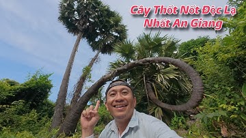 Độc Lạ An Giang - Cây Thốt Nốt Hình Thù Kỳ Quái Ở Vùng Bảy Núi | Trần Thiện Hóa