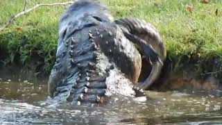 Huge Gator eats smaller gator