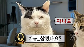 고양이 이물섭취시 생사를 가르는 보호자의 행동 4가지!