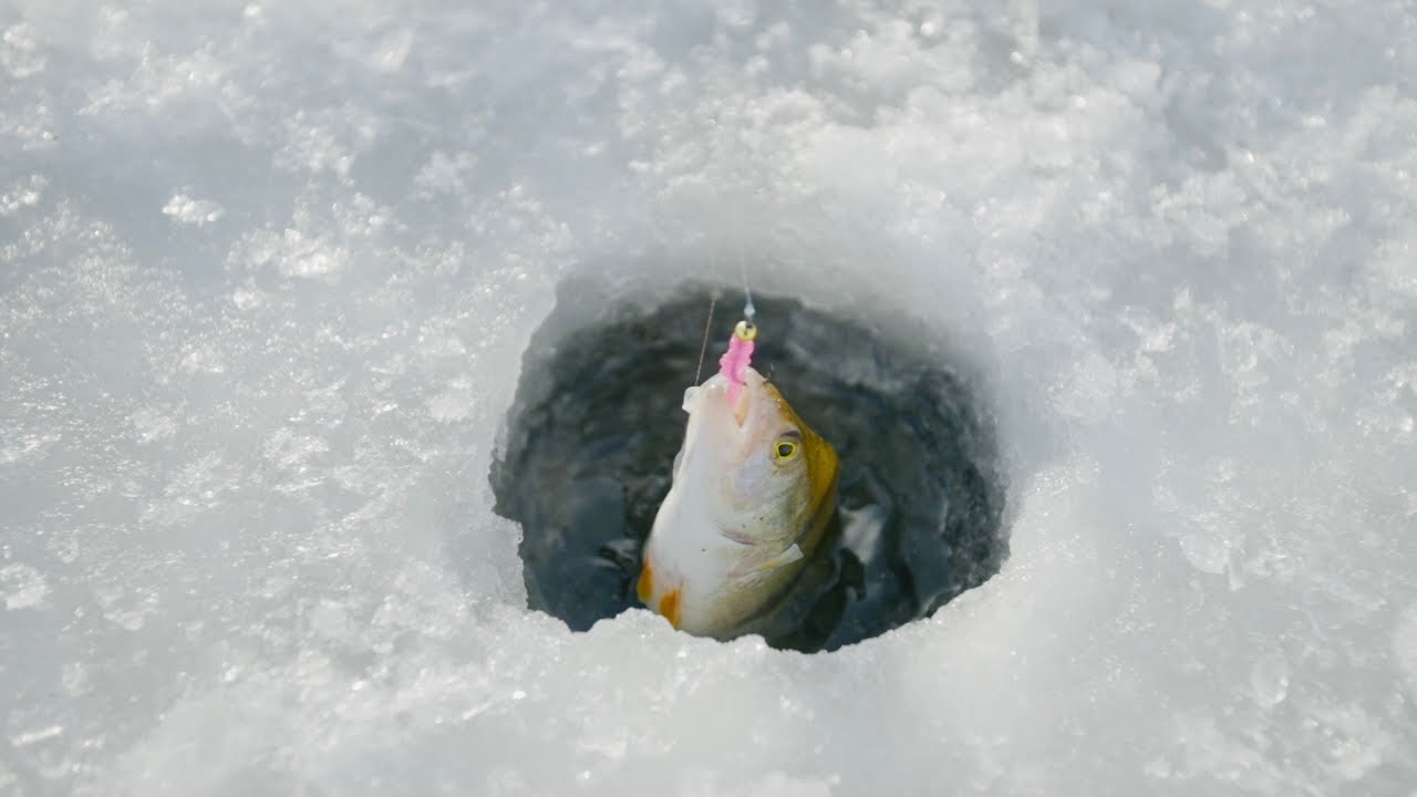 Kuršių marių ešeriai | Šiandien KIMBA | 2021.03.04
