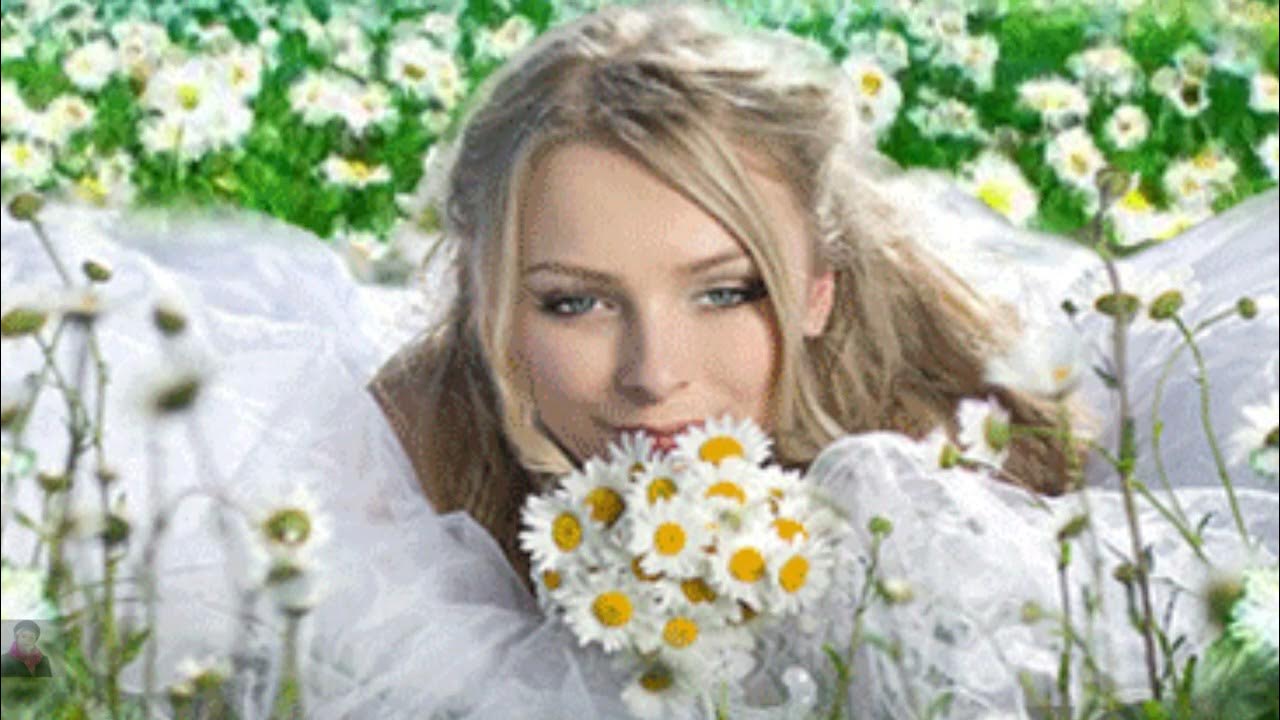 Белые ромашки шатунов. Ромашка-3. 13 ромашек. Шатунов ромашки. Обложка альбома с ромашкой.